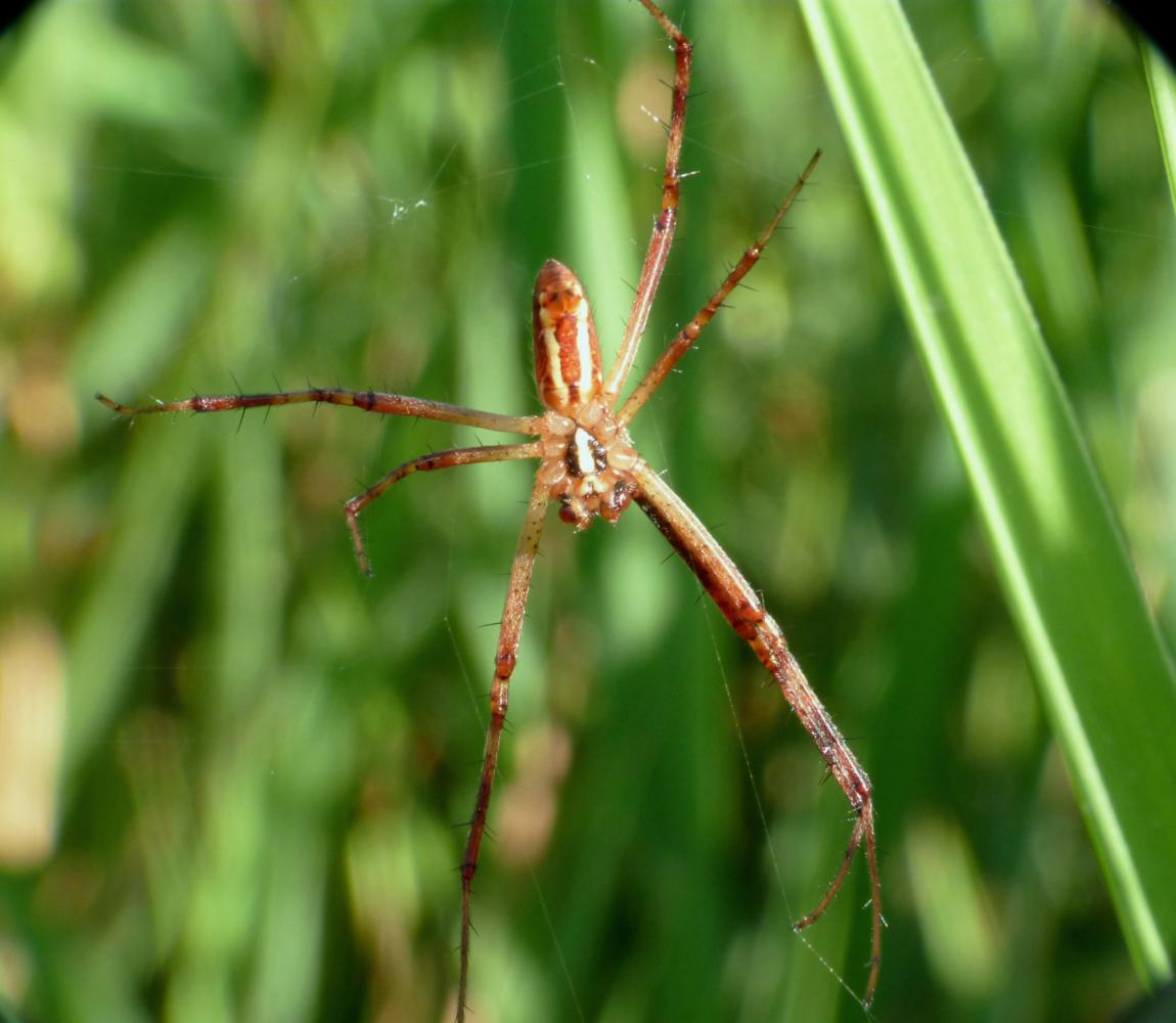 Argiope bruennichi, f. e m. - Lago Accesa, Massa M. (GR)